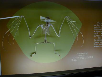 Bat skeleton<br>Location: <a href="https://www.google.com/maps/search/?api=1&query=38.89096,-77.02601" target="_new">Smithsonian National Museum of Natural History</a>